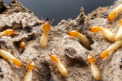 TERMITE PROOFING