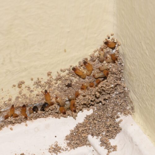 Do-You-Recognize-the-7-Early-Warning-Signs-of-a-Termite-Infestation-3