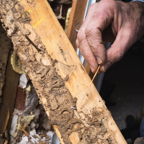 termites-in-home